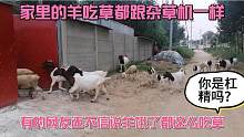 家里的羊吃草都跟杂草机一样，吃口都特别好，有的粉丝还不信。