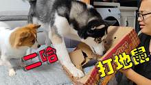 普通狗打地鼠VS二哈打地鼠，差距一目了然，笑到我缺氧，太逗了