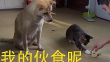 猫狗美食大赛后，最后发现主人才是不正经的。