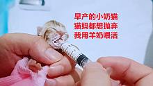 早产独苗小奶猫，猫妈抛弃不喂奶，主人两三小时喂一次羊奶，活啦