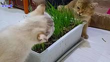 猫咪们一起吃猫草，高傲母猫用凌厉眼神直接吓退辣妹母猫，厉害了