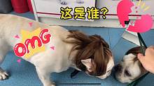 狗狗带上假发后秒变文艺青年，看到镜子里的自己后吓得拔腿就跑！