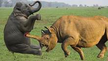大动物之战-大象对鳄鱼，犀牛对河马，犀牛对大象！