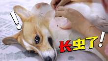 狗狗成精了，听到身上有只虫子后，狗子竟然直接蹦起来跑去拿药？
