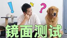 金毛能认出镜子里的自己吗 金毛的反应太狗了