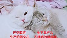 猫妈顾大不顾小，昼夜陪着怀孕大女儿，不喂早产的小奶猫，气人不