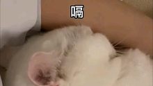 睡觉不会打呼噜打嗝的猫咪不是好猫咪