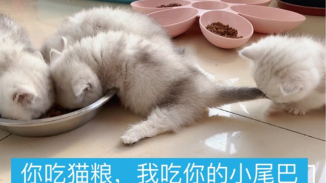 小奶猫第一次吃猫粮,萌萌哒～饱饱哒