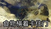 皮皮虾难题——食物横着卡住门怎么办