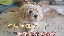 流浪青藏高原小狗生病，没兽医也买不了药，还好休养四天康复了