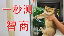 试了试传说中的一秒测试猫咪智商...