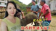 小伙放养的黑猪太猛！270斤的黑猪，把宰猪师傅一脚踹地上了