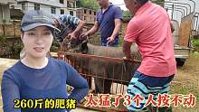 场面失控！小伙放养了13个月的黑猪太猛，260斤三个人按不动