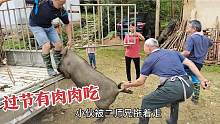 放养的黑猪到底有多难抓？小伙被二师兄牵着走！媳妇看了想笑