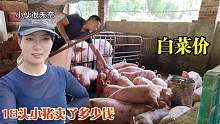 猪价跌回“解放前”！小伙18头小猪卖出白菜价，你还想养猪吗