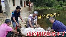 小伙养了12个月的肥猪，4个人包下一头！这肉价最后他也懵了