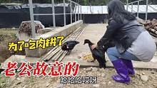 媳妇为了吃肉也是拼了，追的鸭子满地跑，老公却故意抓不到！