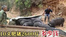 猪价上涨，小伙迫不及待要卖猪！10头肥猪2600斤能卖多少钱？