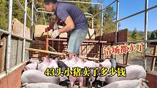 猪价下跌小伙慌了，20多斤猪仔卖出白菜价！43头卖了多少钱？