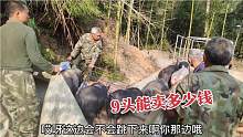 小伙养了8个月的猪出栏了，9头能卖多少钱？听到价格心都碎了