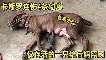 狗妈连伤4条幼崽，仅存活的一只给后妈照顾，虎妞的反应让人吃惊