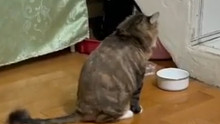 声控猫咪