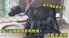 国内少见的犬种，才25天就敢跟老母抢食，难怪被许多国家禁养!