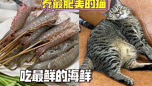【肥弟】一名普普通通的汕头养猫人