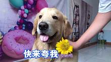 主人给金毛拍照，得知道具来由，不情愿也没忍住美食诱惑乖乖配合
