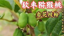 60元一斤的软枣猕猴桃苗，5年大苗当年结果，自花授粉品种就是好
