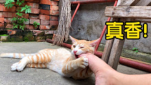 千万不要养橘猫，饿急了连主人都吃！！！