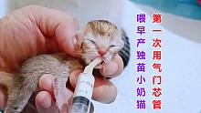 早产独苗小奶猫第一次用胶皮管喂奶，常挨饿的它嘬得真香，好感动