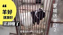 蒙城送羊记2:粉丝家养殖环境漂亮，令人羡慕，羊也不错，这趟赚了
