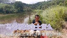 乡村土货很多，马老板在稻谷堆里面，找了这种稻谷蘑菇，拿来煲汤