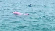据说见到粉色的海豚会桃花运爆棚获得真爱，