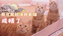 终于拍到我家猫会说人话的证据了！猫咪为抓蚊子，竟用人话交流！