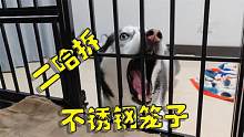 二哈太自信了，狂咬铁笼子帮媳妇越狱，一口下去整个狗都不好了