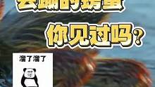 会蹦的螃蟹你见过吗
