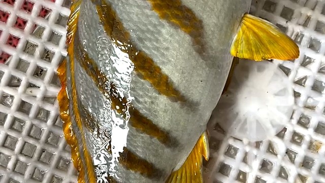 超贵的纯野生三刀鱼4000一斤