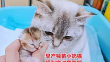 早产独苗小奶猫在主人喂养下度过危险期，七天称体重它竟然这么轻