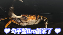【老杨与蟹】给勾手蟹Bro重新搬个家