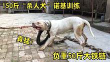 150斤诺基负重50斤铁链炼叼口，累到气喘也不停，不愧是禁养犬！