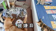 猫咪能有多么会记仇，招惹猫咪后的惠比特，一直被嫌弃到如今