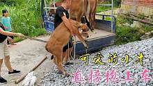 2.1万买了3头土黄牛，小牛不肯上车，直接抱上车，太调皮了