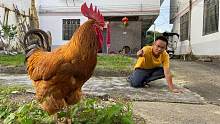 江西赣州农村拍到的真人趣事，养了6年的公鸡快成精了，去看看吧