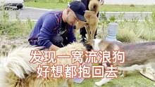 自驾游露营地发现一窝流浪狗，好想全部抱走，你有喜欢的吗？