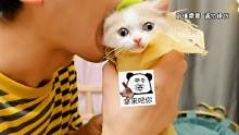 小奶猫的妙用！这么有用～拿来吧你！