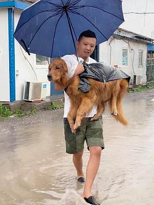 主人因为大雨回不了家，狗子冒着大雨送伞，太暖心了