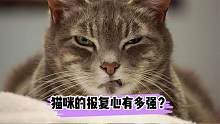 21.3.19猫咪的报复心有多强？-横版