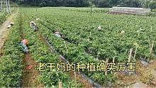 几万亩辣椒以前全部都供应给老干妈 现在都不卖它了 技术确实厉害